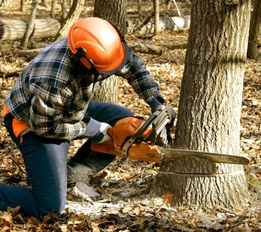 Tree Removal in Section, AL